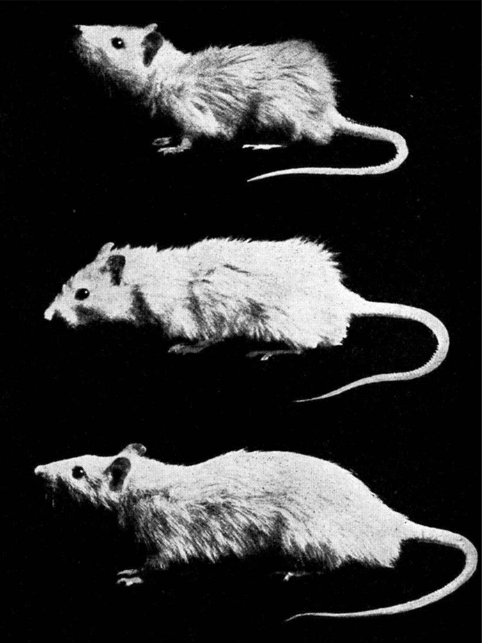 Rats Freddie Fleece Hoodie