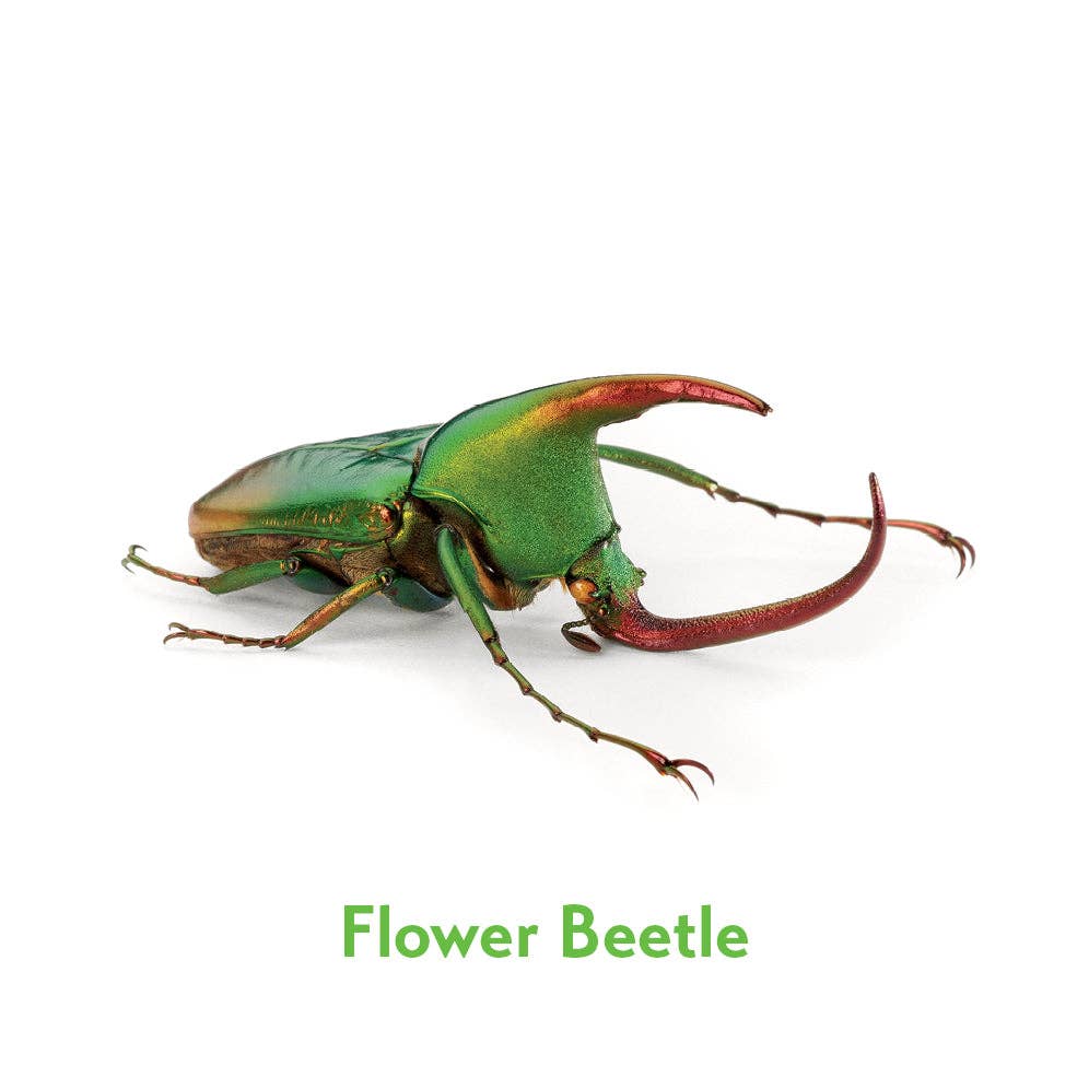 Christopher Marley’s Incredible Insects Memory Game