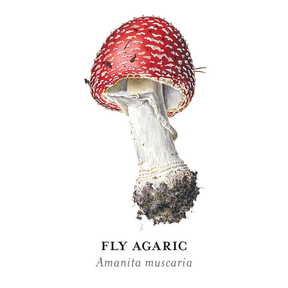 Mushrooms: Alexander Viazmensky Memory Game