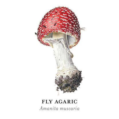 Mushrooms: Alexander Viazmensky Memory Game