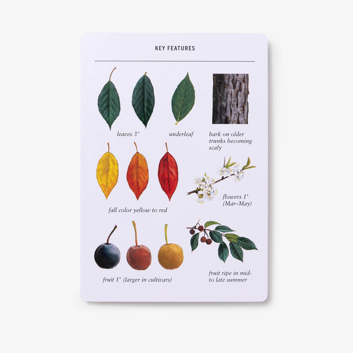 Sibley Tree Identification Flashcards