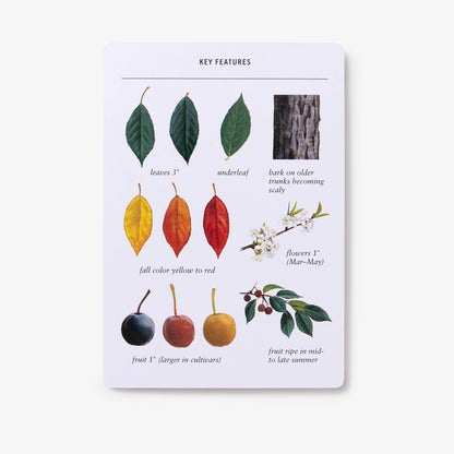 Sibley Tree Identification Flashcards