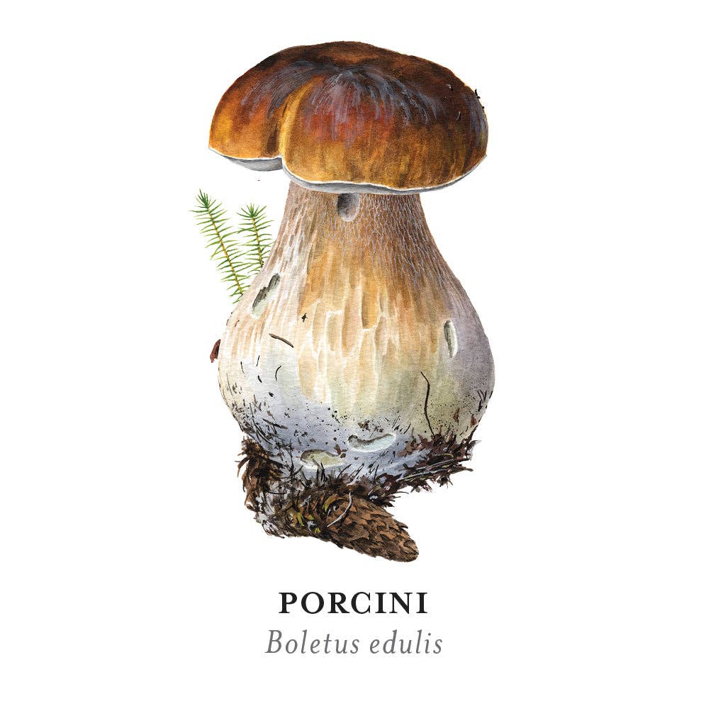 Mushrooms: Alexander Viazmensky Memory Game