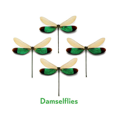 Christopher Marley’s Incredible Insects Memory Game
