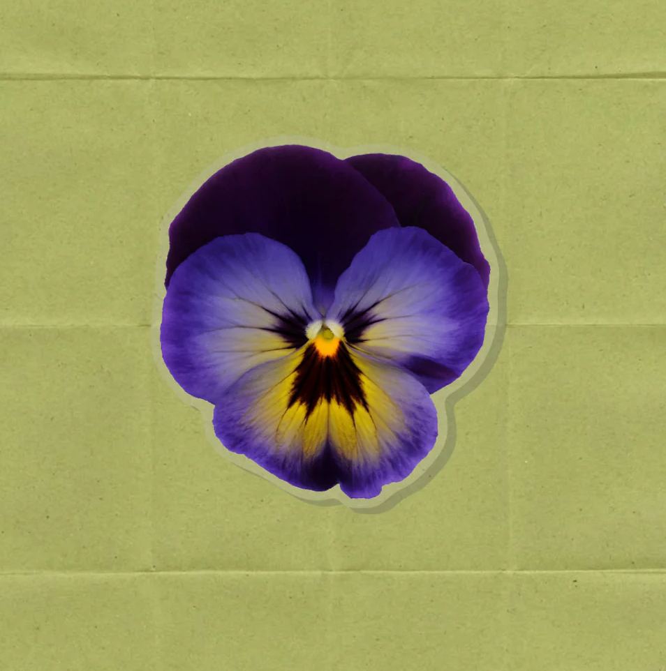 Pansy Acrylic Pin