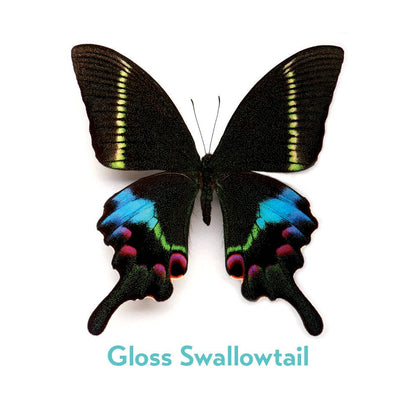 Christopher Marley’s Incredible Insects Memory Game