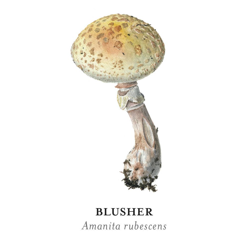 Mushrooms: Alexander Viazmensky Memory Game