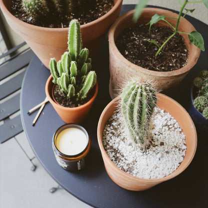 Cactus Flower and Jade Soy Candle - 8oz | Valentines Day