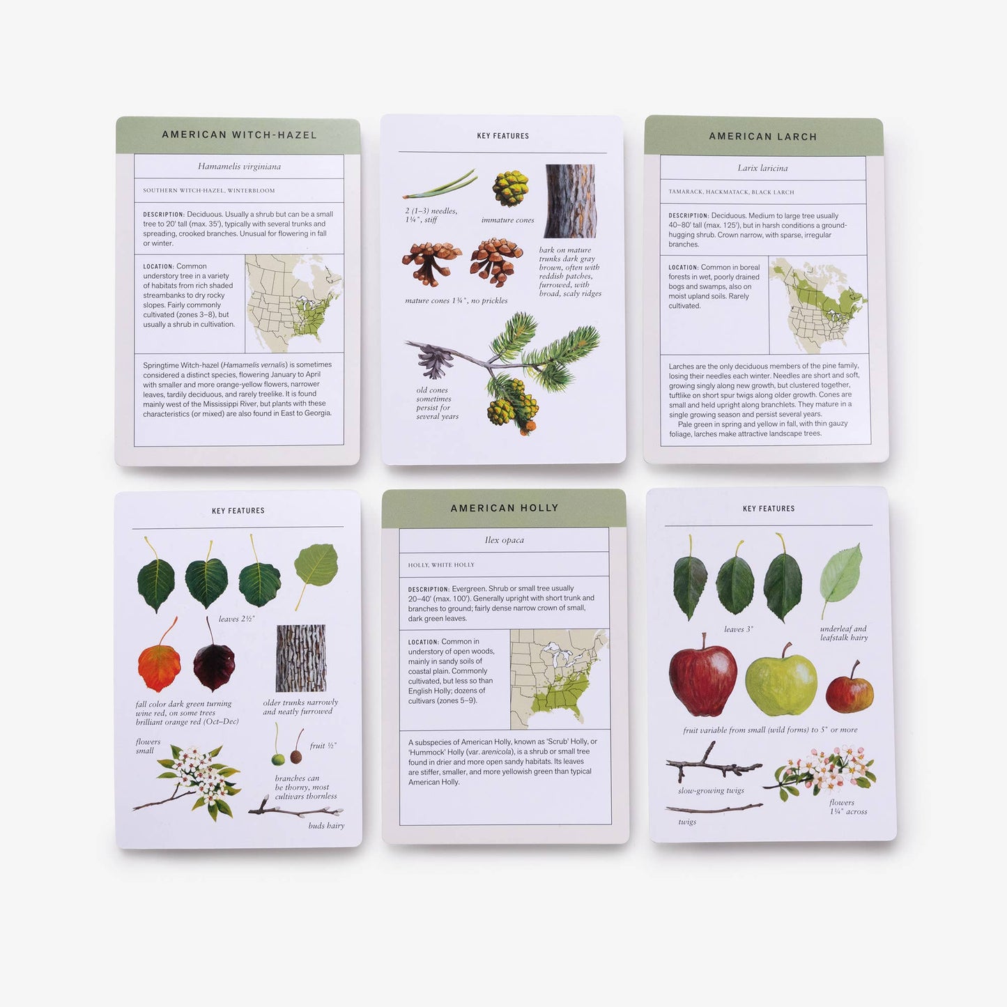 Sibley Tree Identification Flashcards
