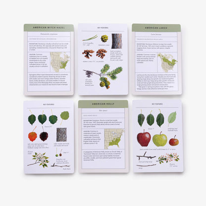 Sibley Tree Identification Flashcards